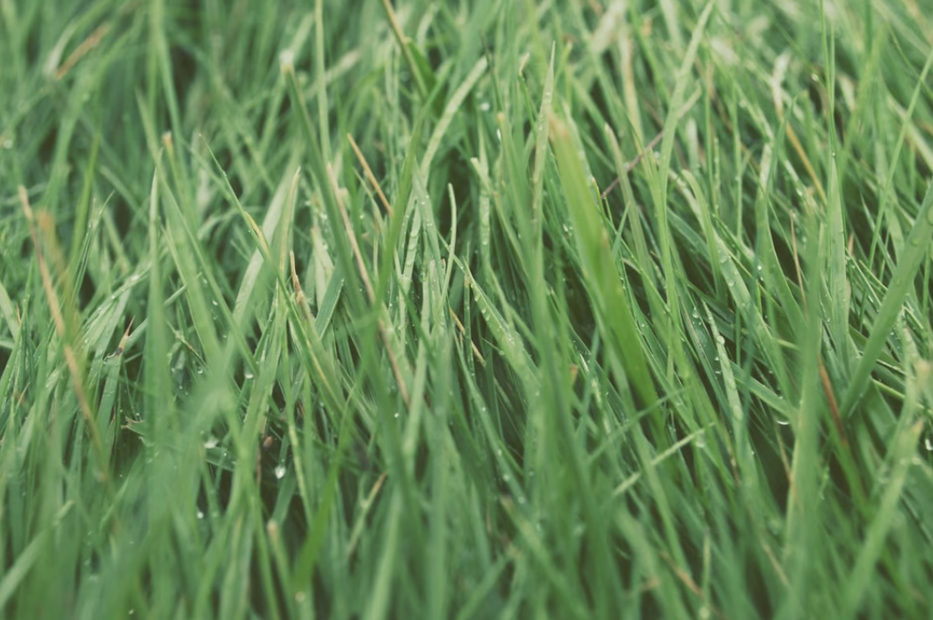 a picture of grass