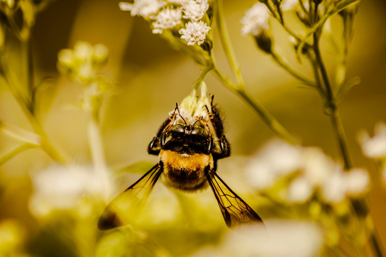 Bumble bee hangs upside down holding a flower.