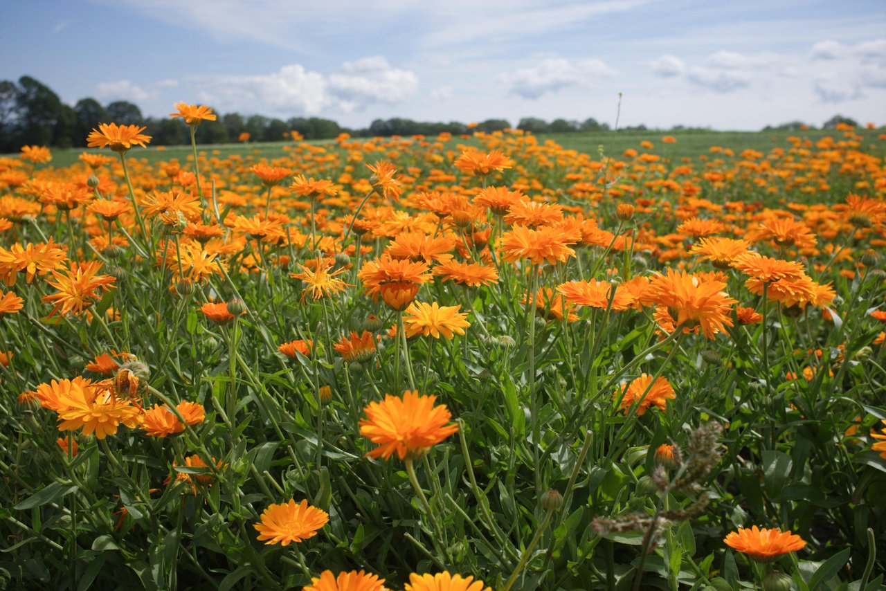Calendula field