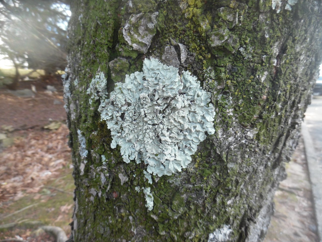 A lichen on a tree trunk