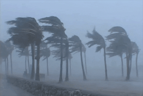 Palm Tree Fronds Blow in Hurricane Force Winds 