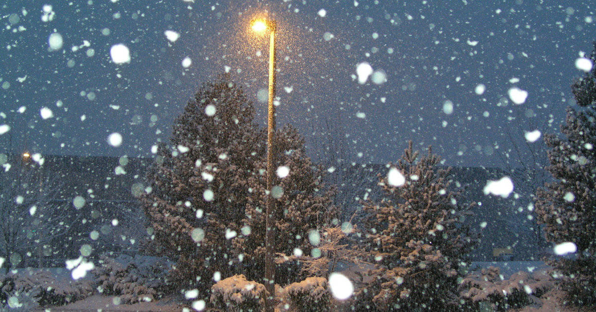 Snow falls on scene lit by a streetlamp surrounded by shrubs, with fir trees behind and on the right side. It is early evening, the sky is dark. There is a forested hill in the background.