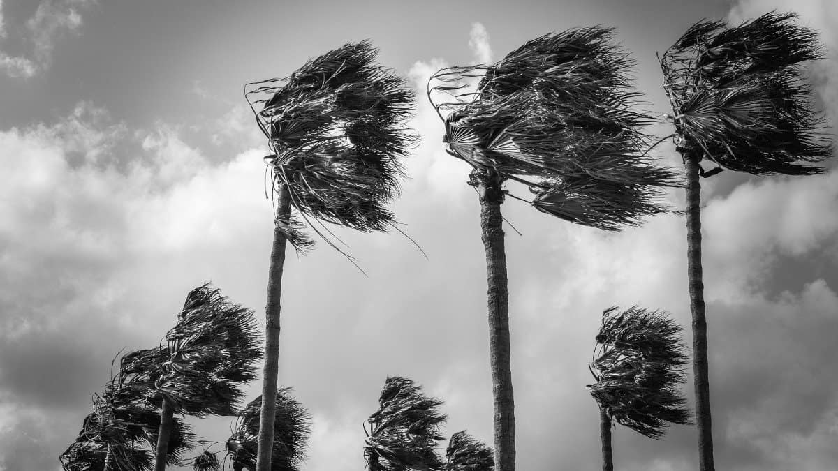 Palm Trees in a Hurricane Wind Bend with all palm leaves standing straight out.