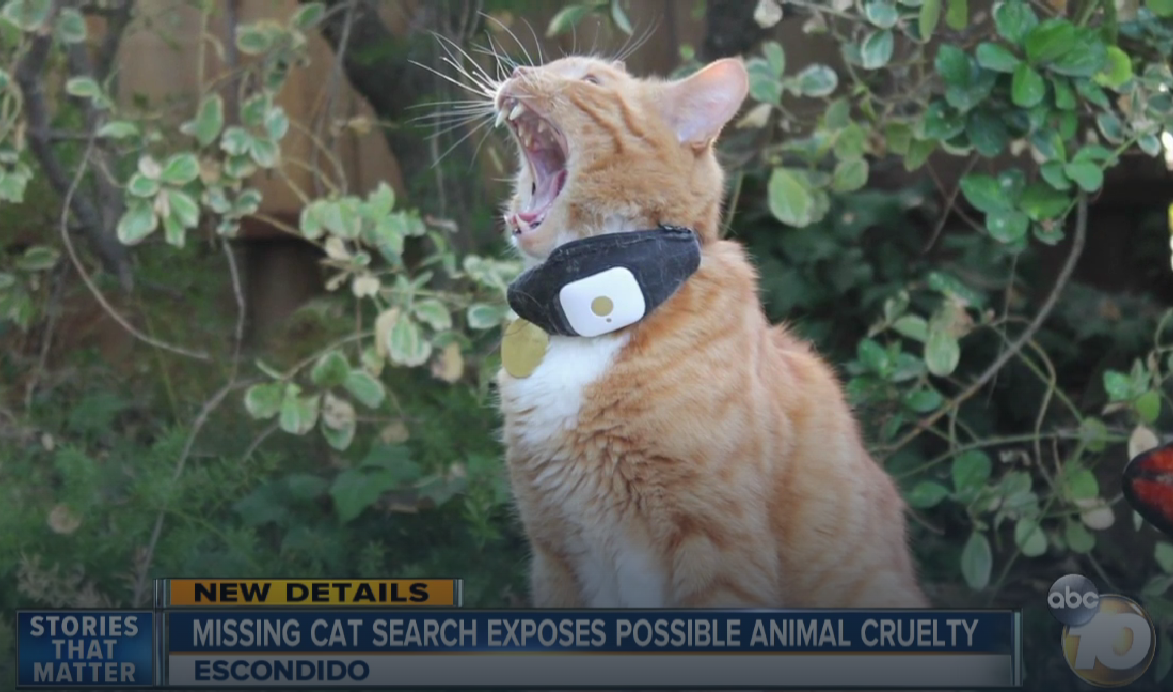 the cat leonard pretending to roar as king of his backyard, with the important GPS collar on him.