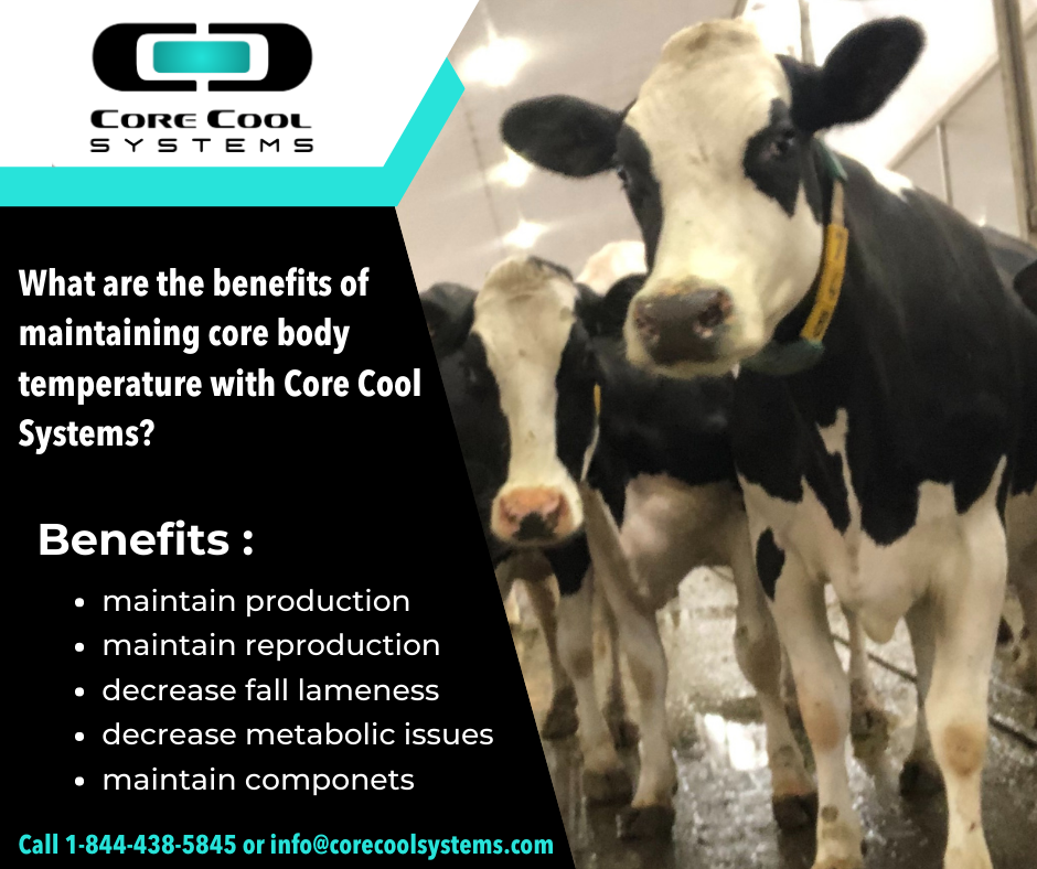 Cool Cows are Core Cool Cows