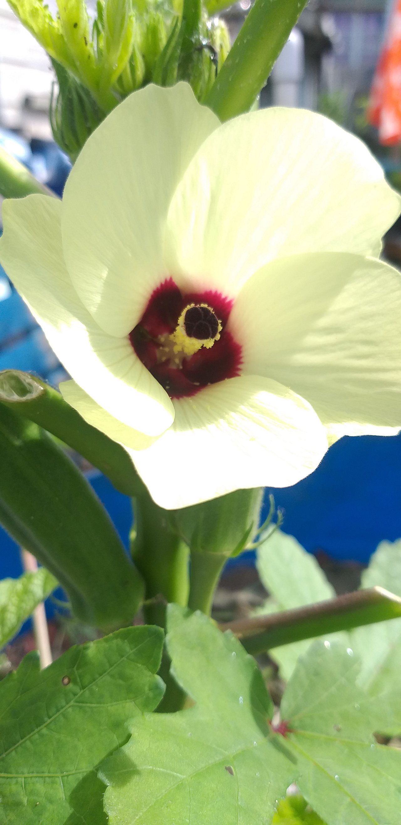 A triving, beautiful bloom of an okra blossom, colored with a light yellow hue.