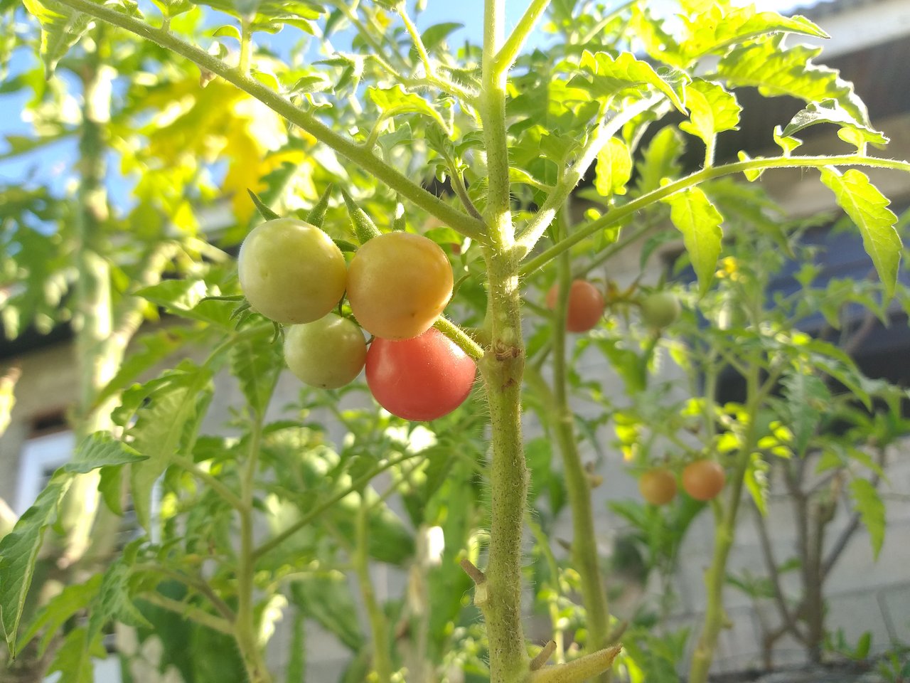A bunch of turning ripe cherry tomatoes, shot from an angle