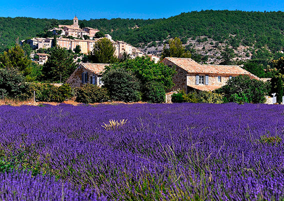 Image of purple flowers in Provence