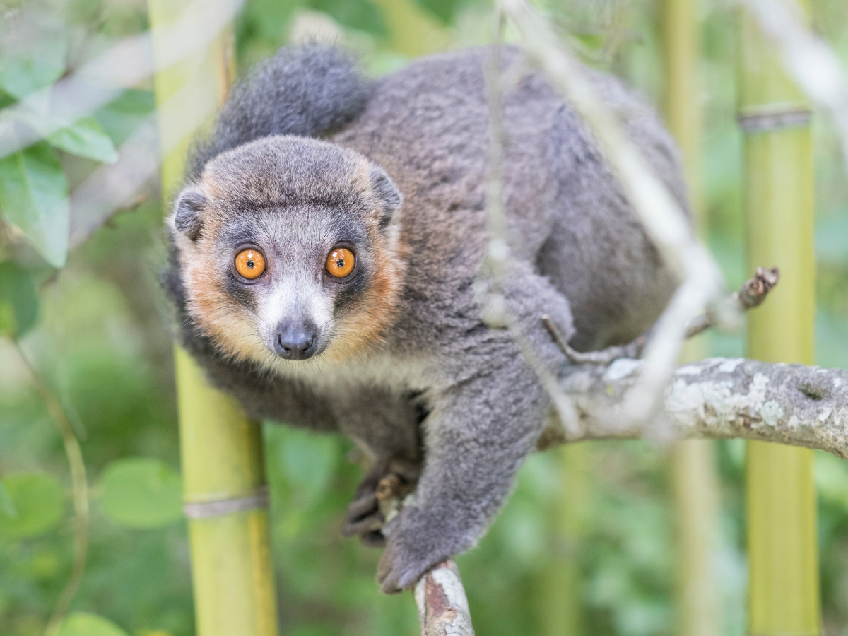 A lemur sits on a tree branch