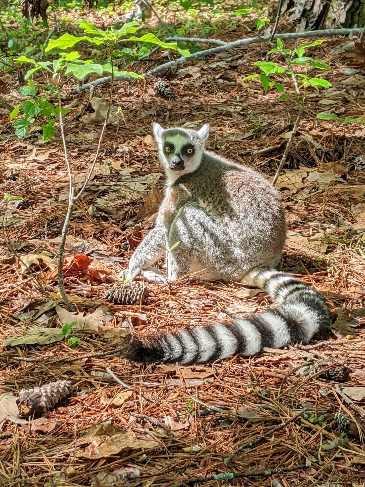 a ring-tailed lemur sits on a leafy forest floor