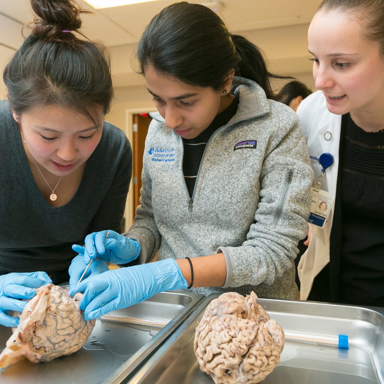 people dissecting a brain