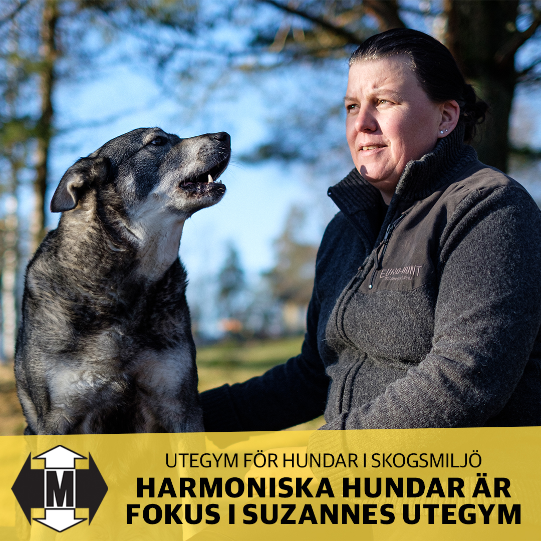 Harmoniska hundar fokus i Suzannes utegym