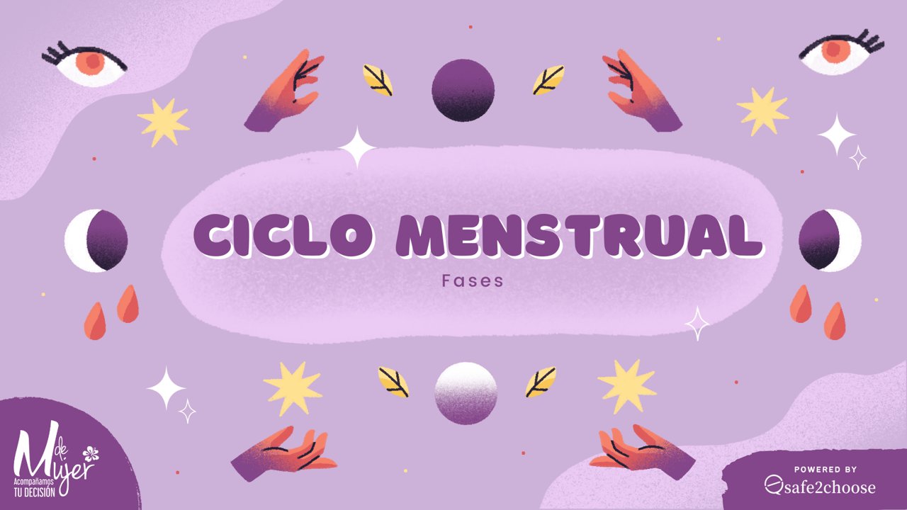 fases ciclo menstrual - mdemujer