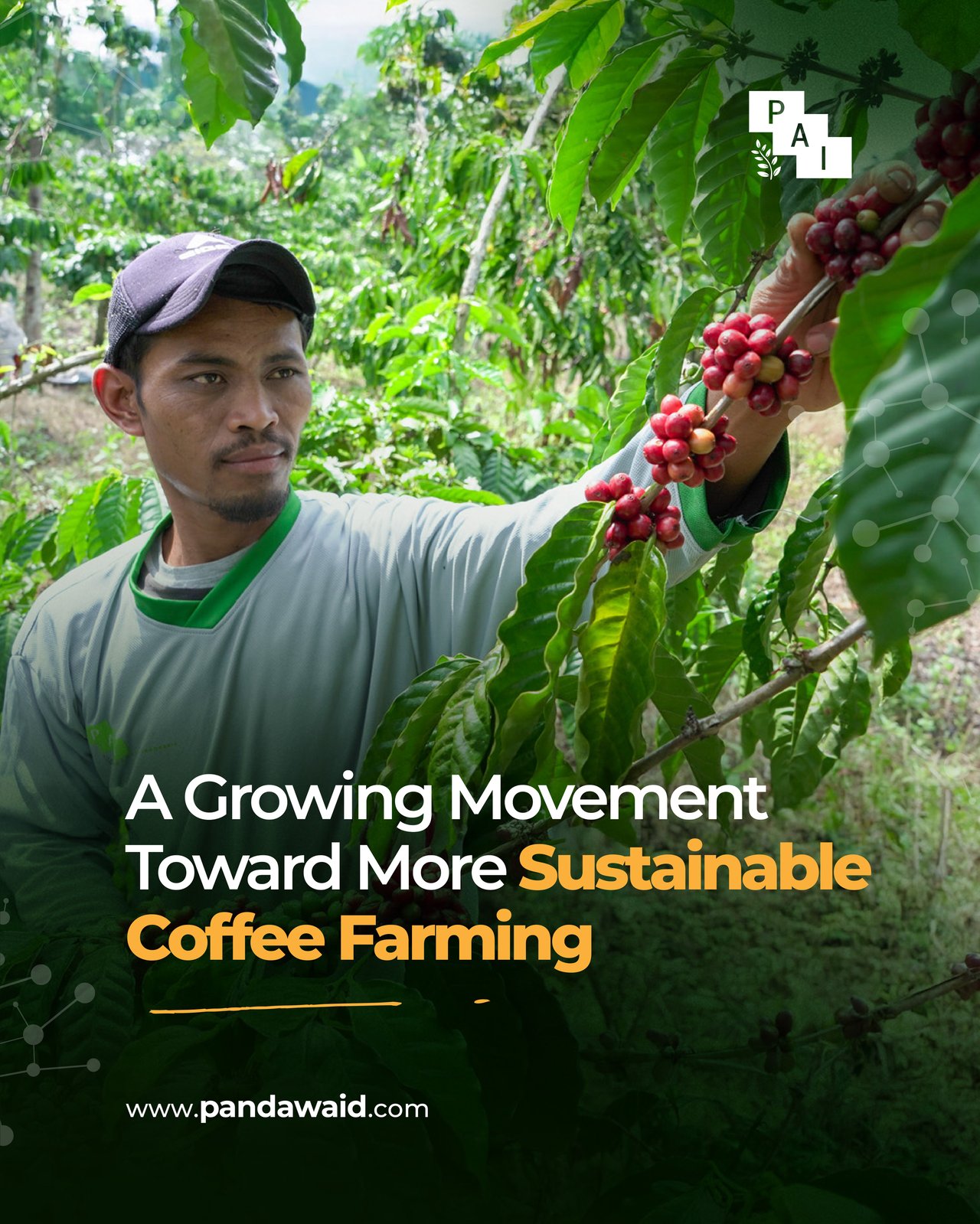 A Growing Movement Toward More Sustainable Coffee Farming