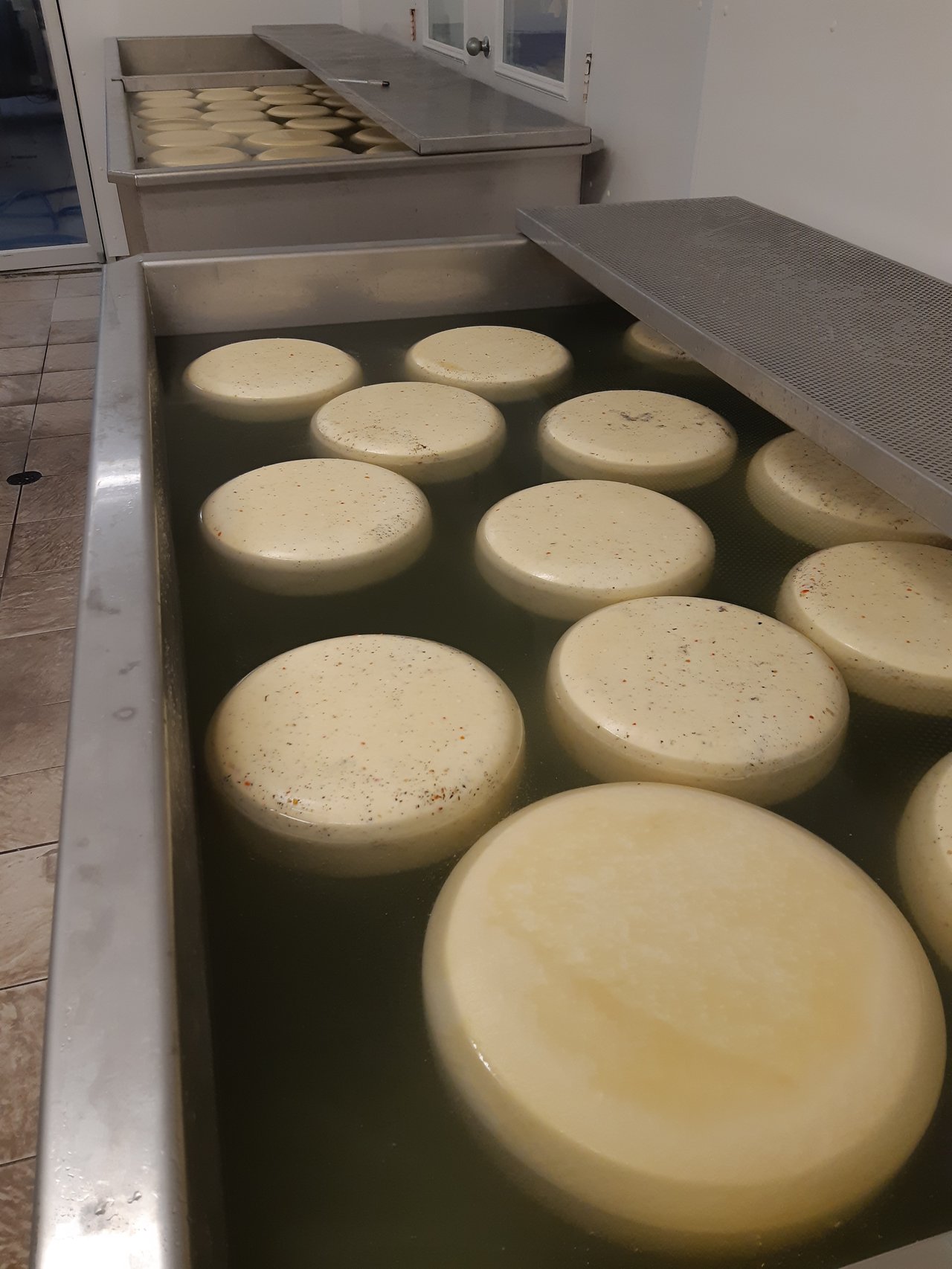 Wheels of cheese floating in the salt brine.