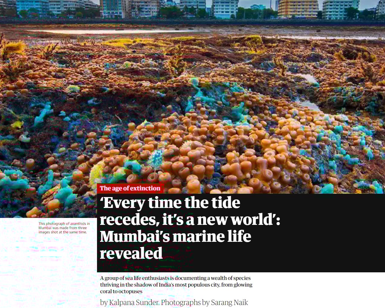 ‘Every time the tide recedes, it’s a new world’: Mumbai’s marine life revealed