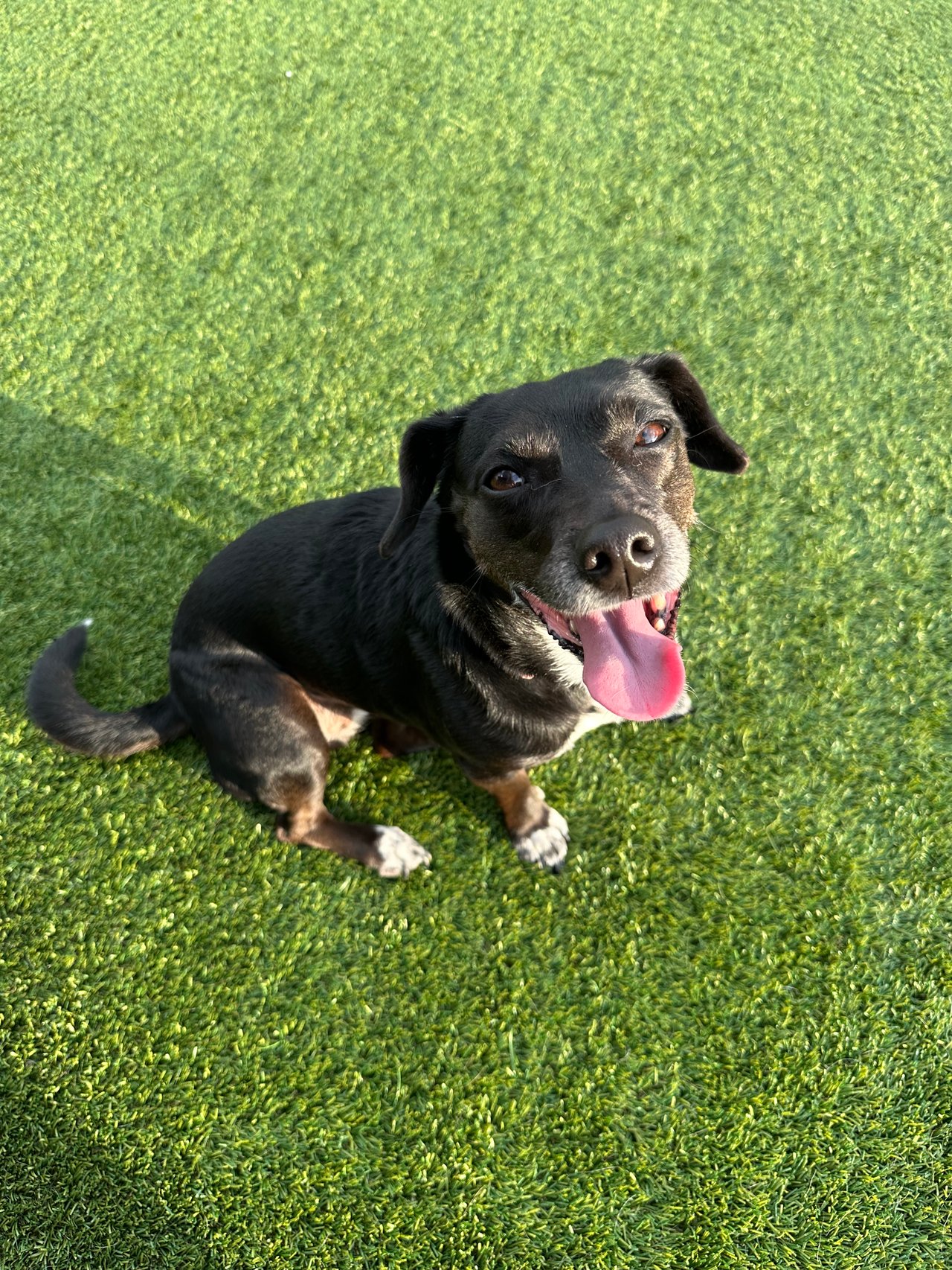 a dog with it's tongue out, smiling at the camera