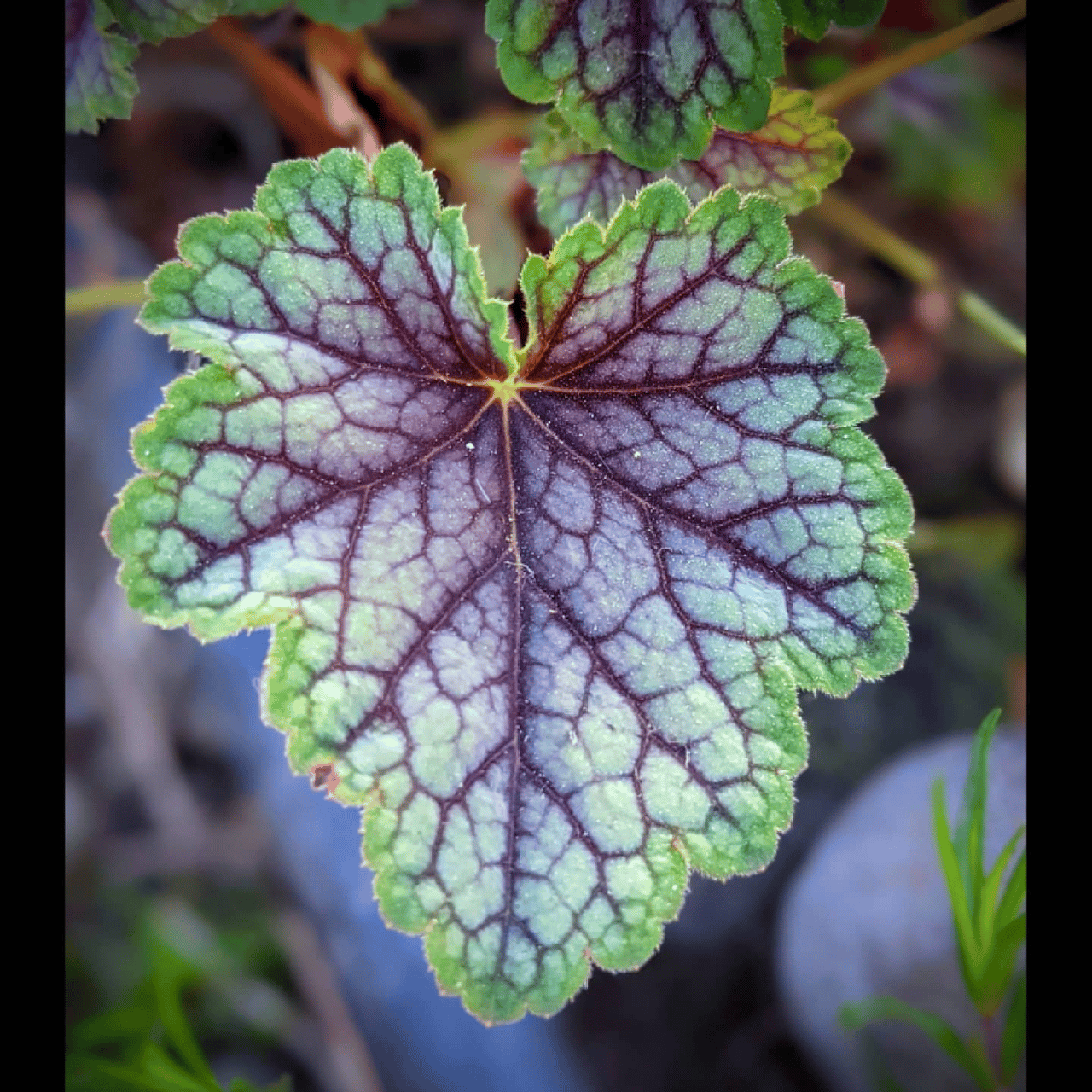 A close-up photo of a multi-colored, fractal leaf.
