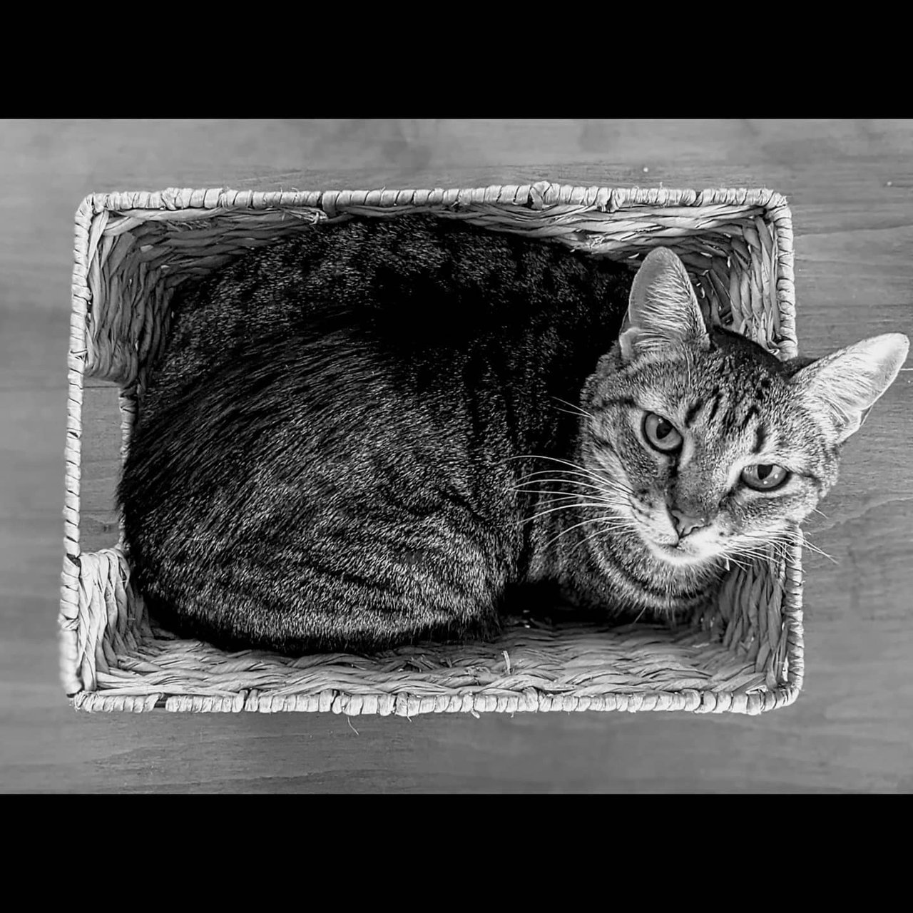 A black and white photo of a tabby cat, lying in a small basket looking up at the camera.