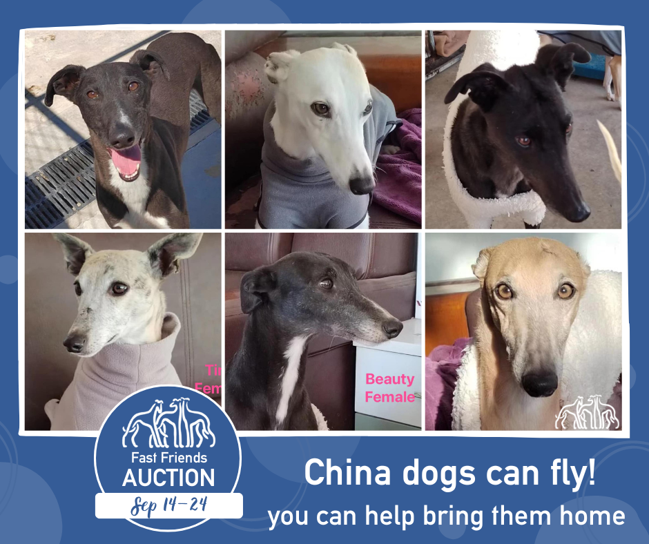 Every dog deserves a warm bed, good food, and loving home.