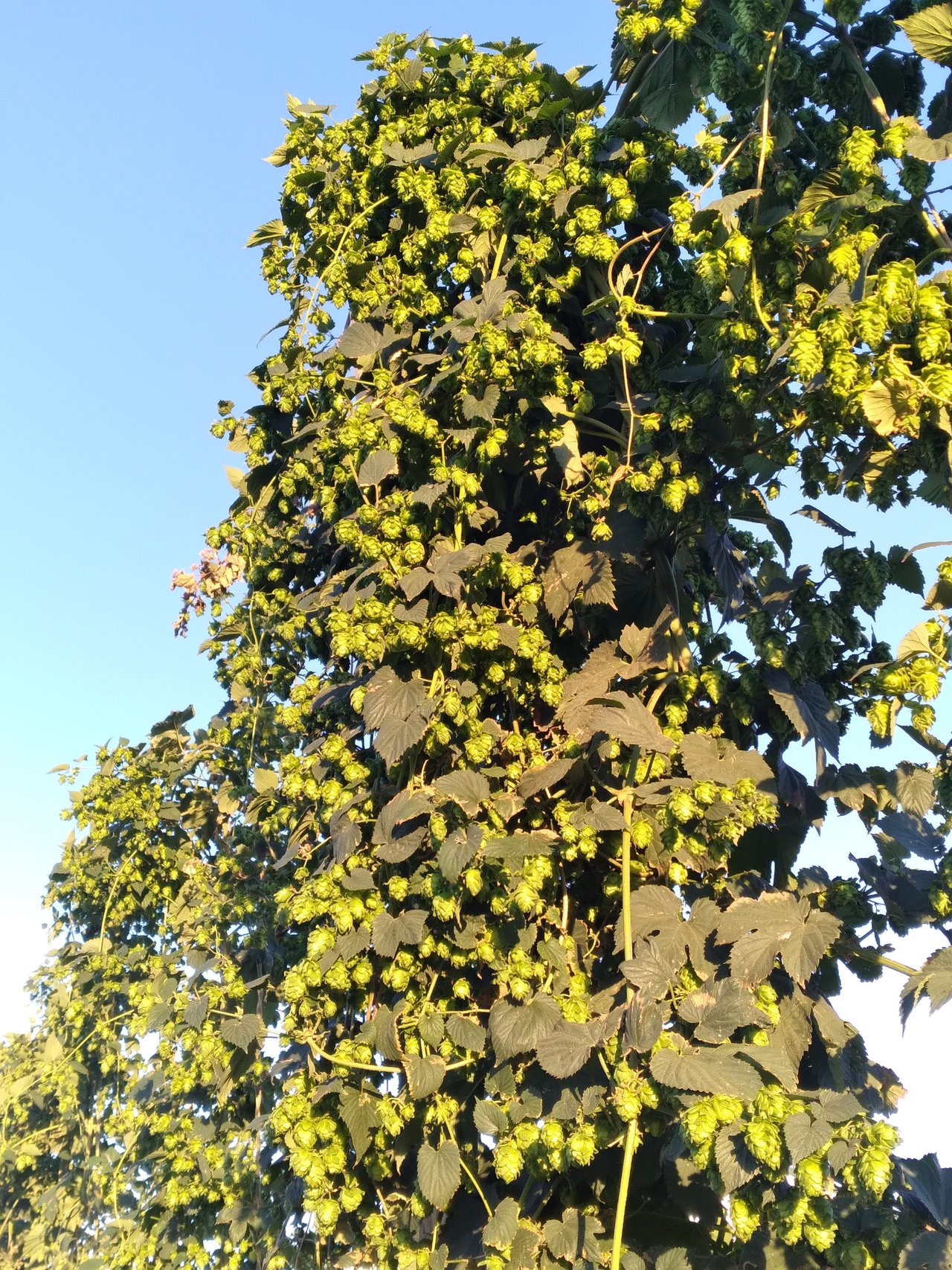 Image of hops on the trellis from ground level