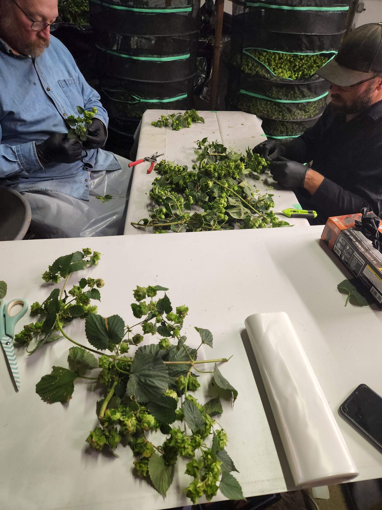 two men sorting and picking hops from bines at a table