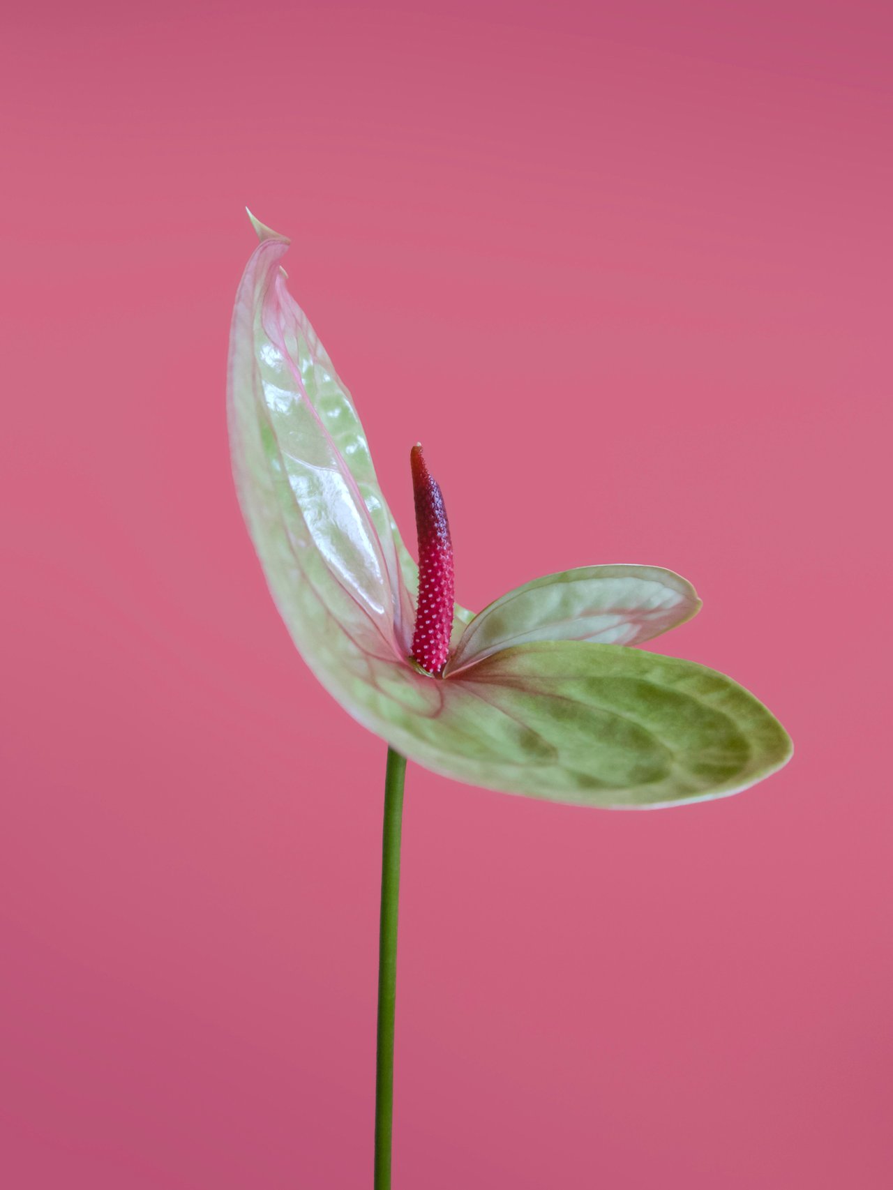 A single flower of pink and green visible vines on a smooth rain flower. 
