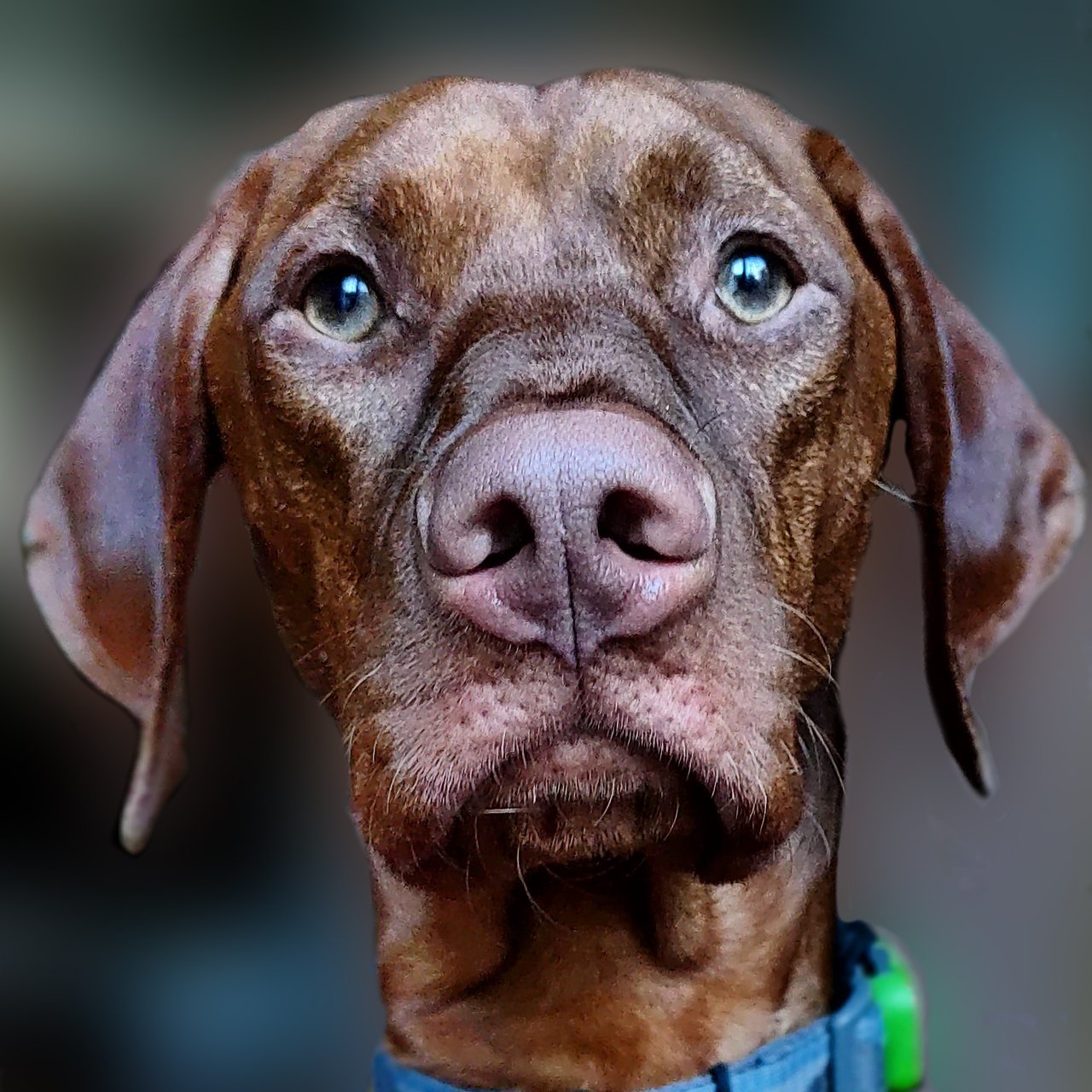 Vizsla puppy Yonder staring head on at the viewer