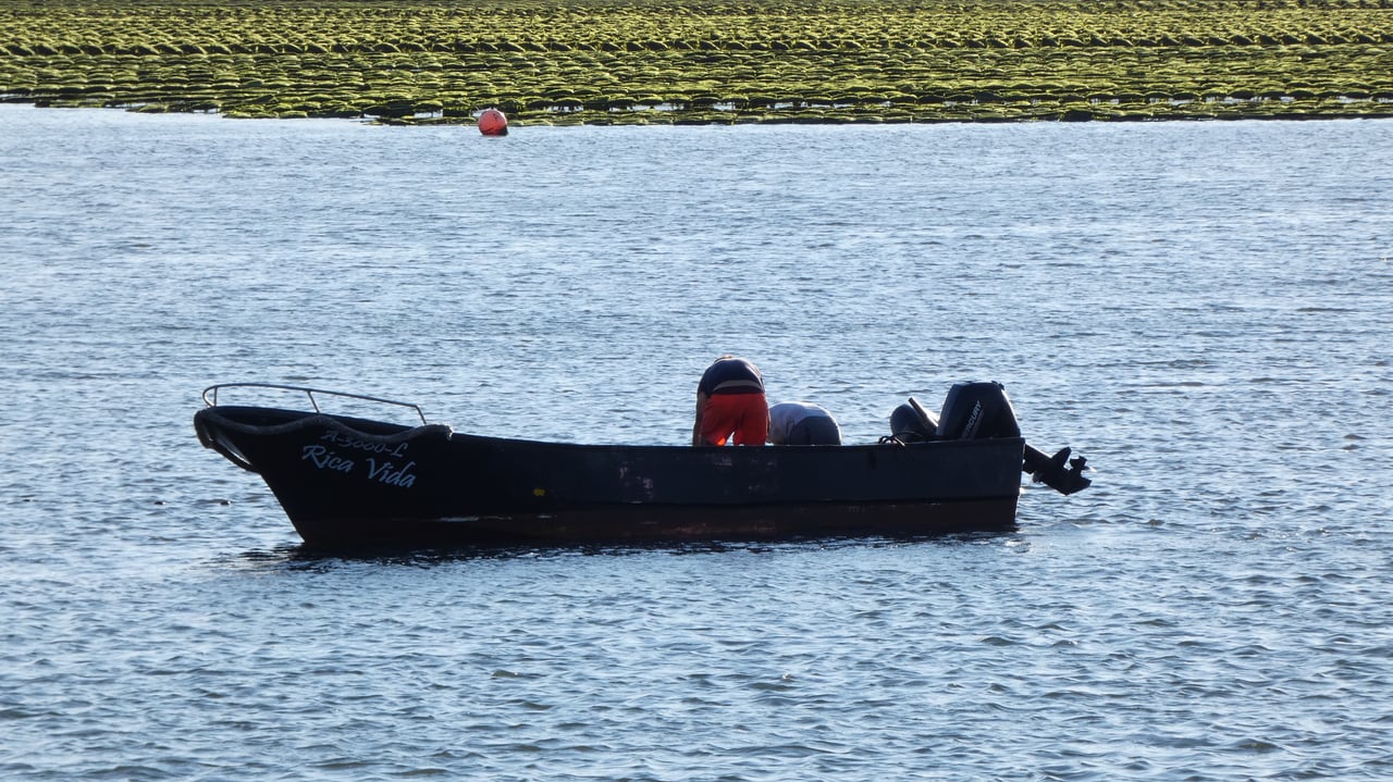 unusualsight luisrochamusician photography aveirophoto