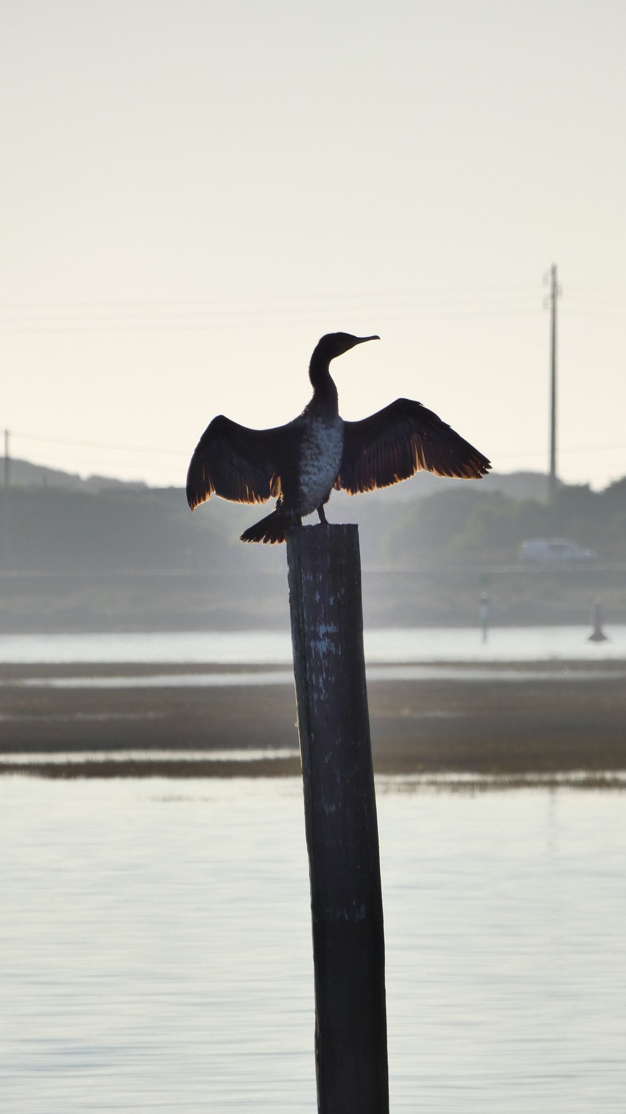 nature birds sunset aveiro gafanhadaencarnacao river ria de aveiro aveiro