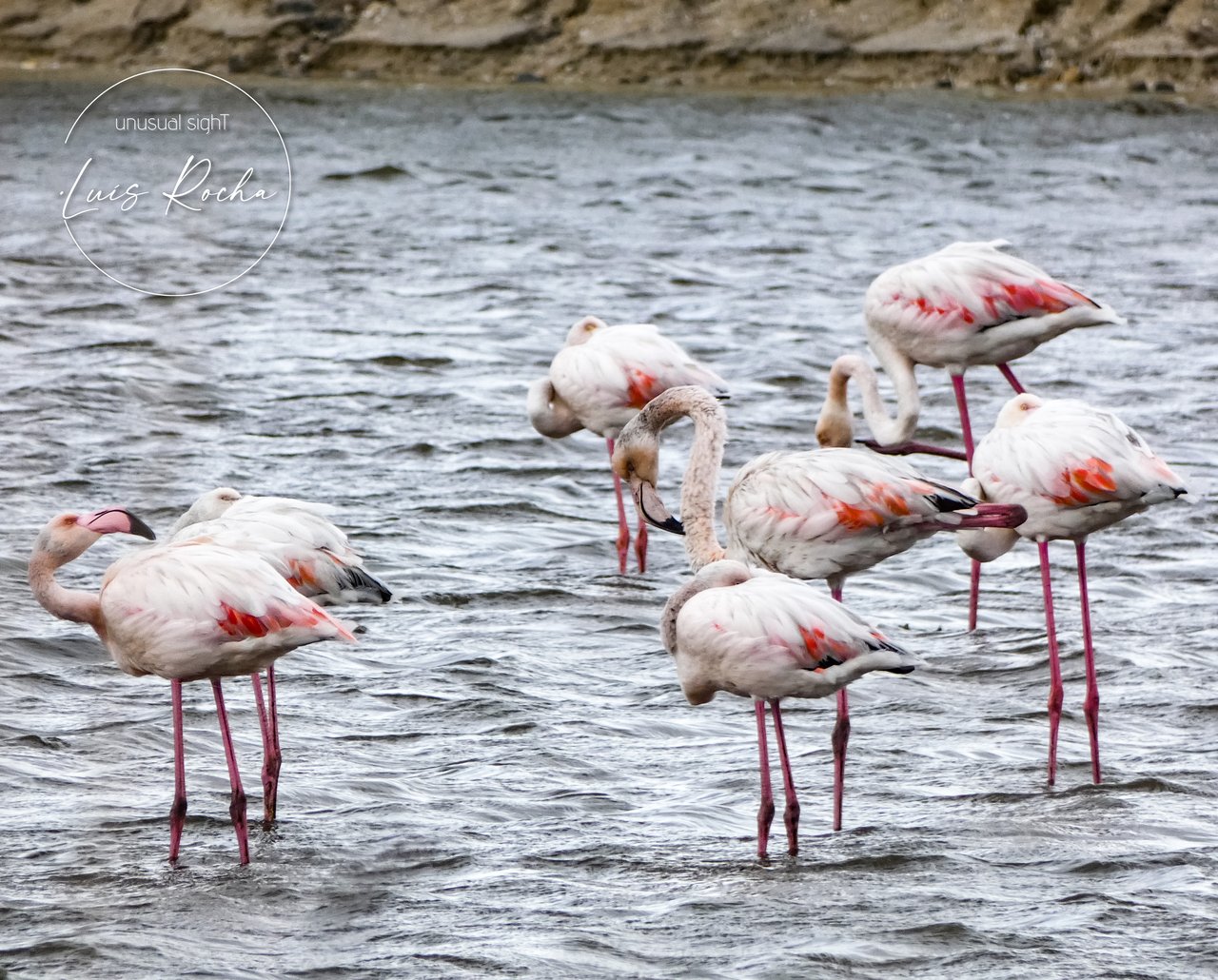 unusualsight  photography aveirophoto flamingos aveiro