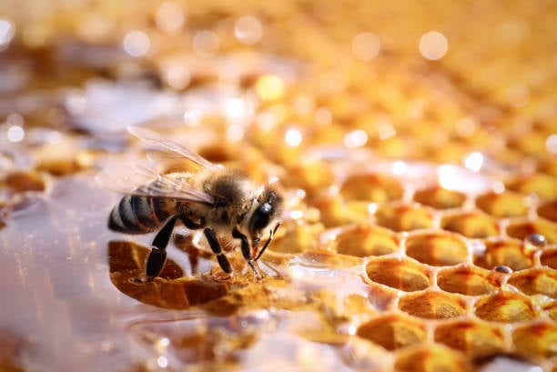 honey