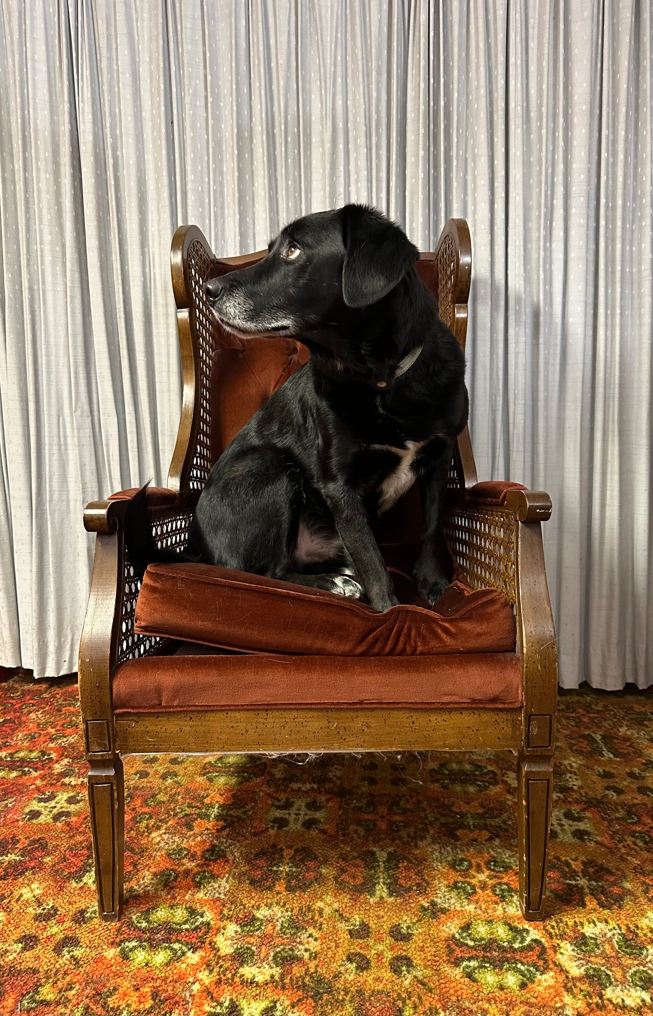 1960s club chair with a black lab named Theo.