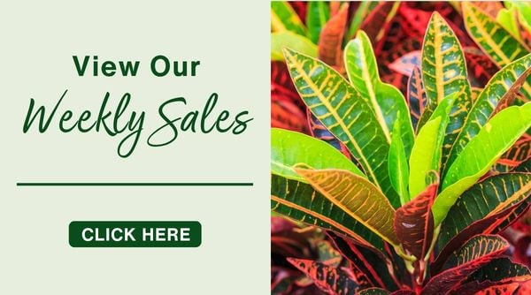 Hicks Nurseries Weekly Specials