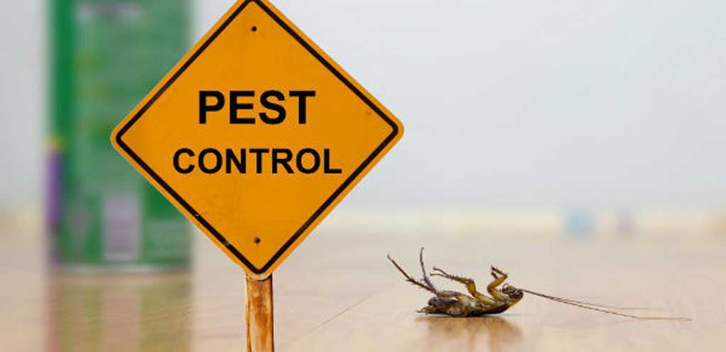 Pest Control Services