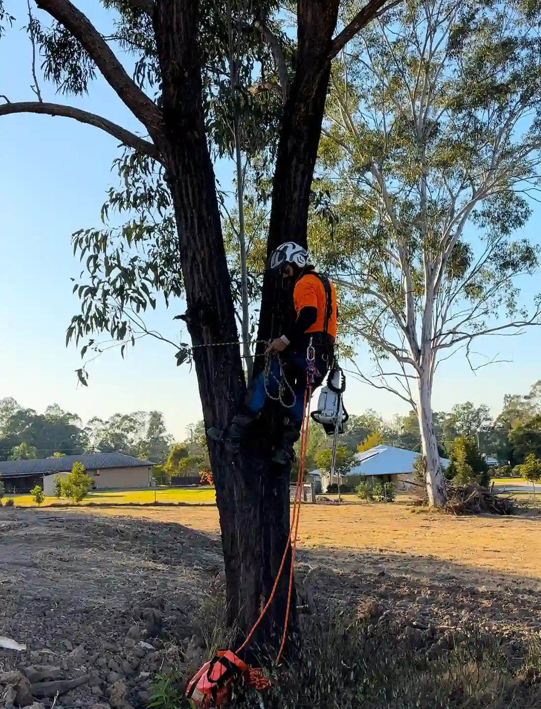 Arborist Reports