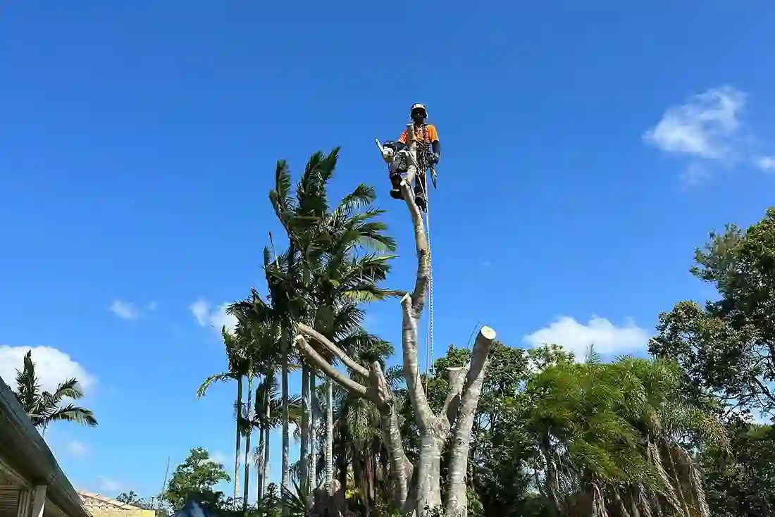 Tree Removal