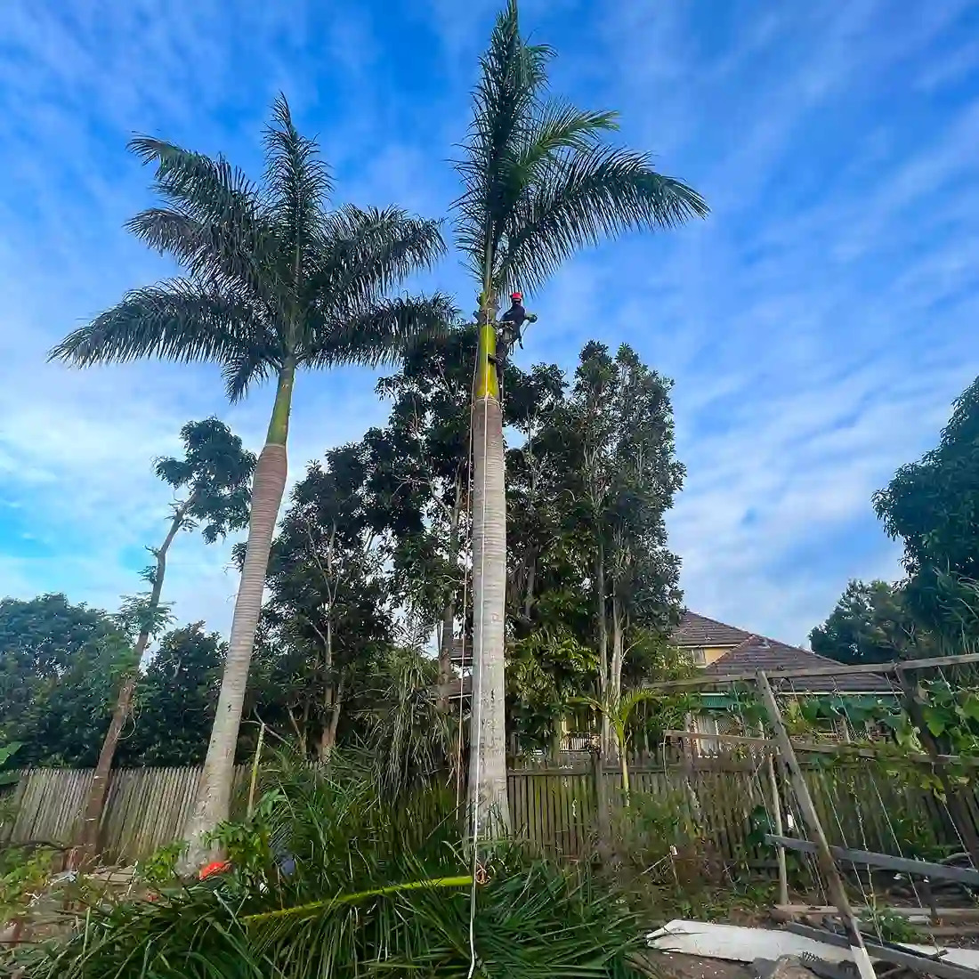 Palm Tree Maintenance