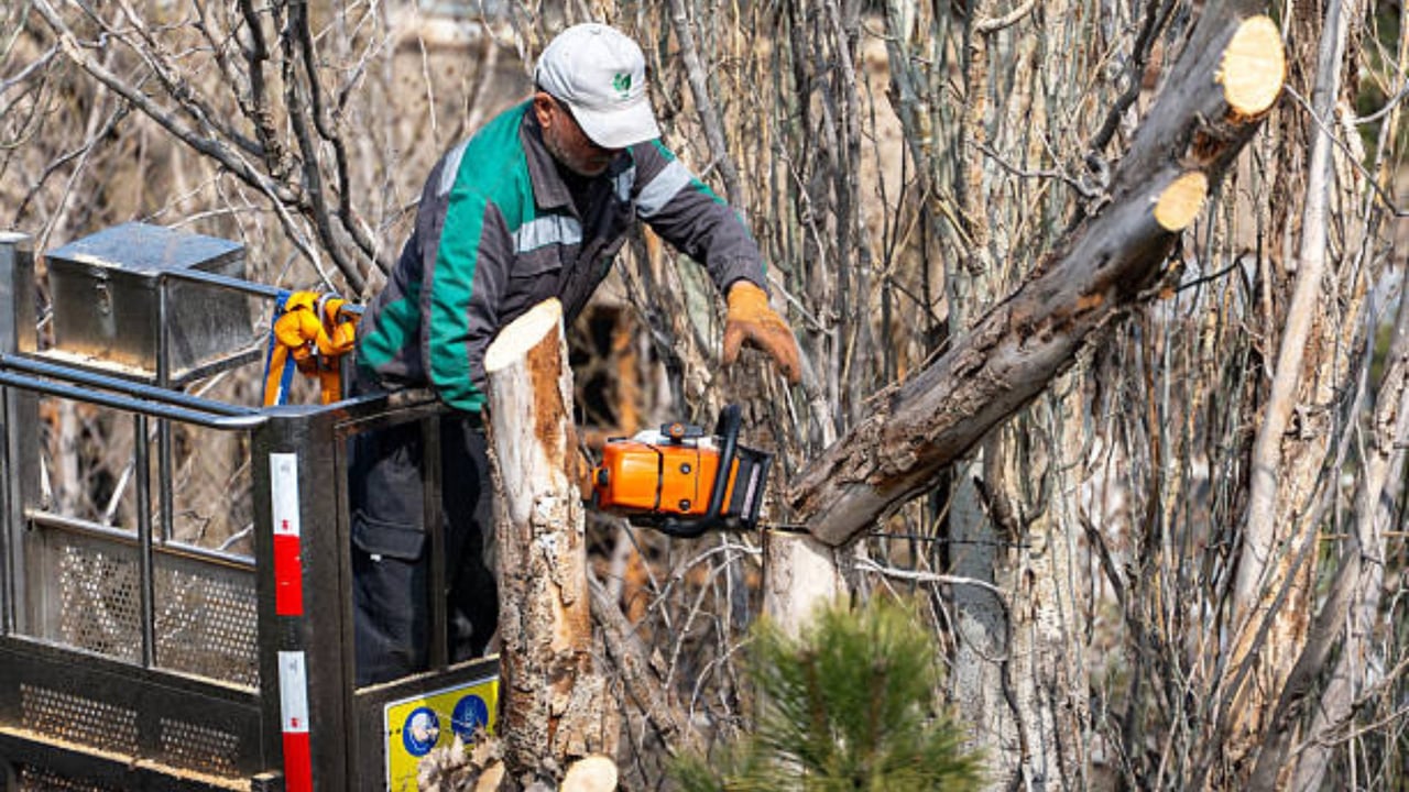 tree pruning services billing mt