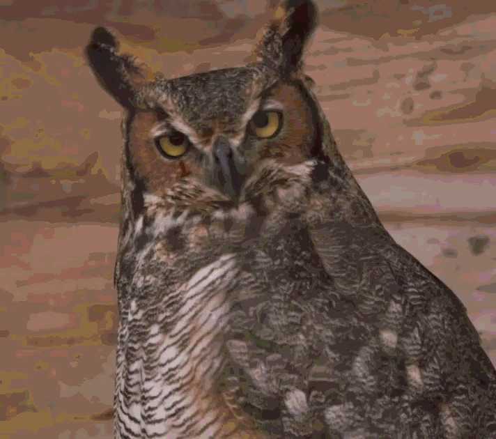 Hera, the great horned owl, blinking both eyes. Left eyelid closes, then right causing her to look befuddled.