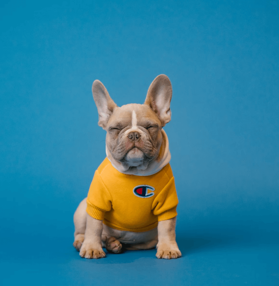 Alba the bulldog sitting, squinting at the camera and wearing a yellow Champions sweater