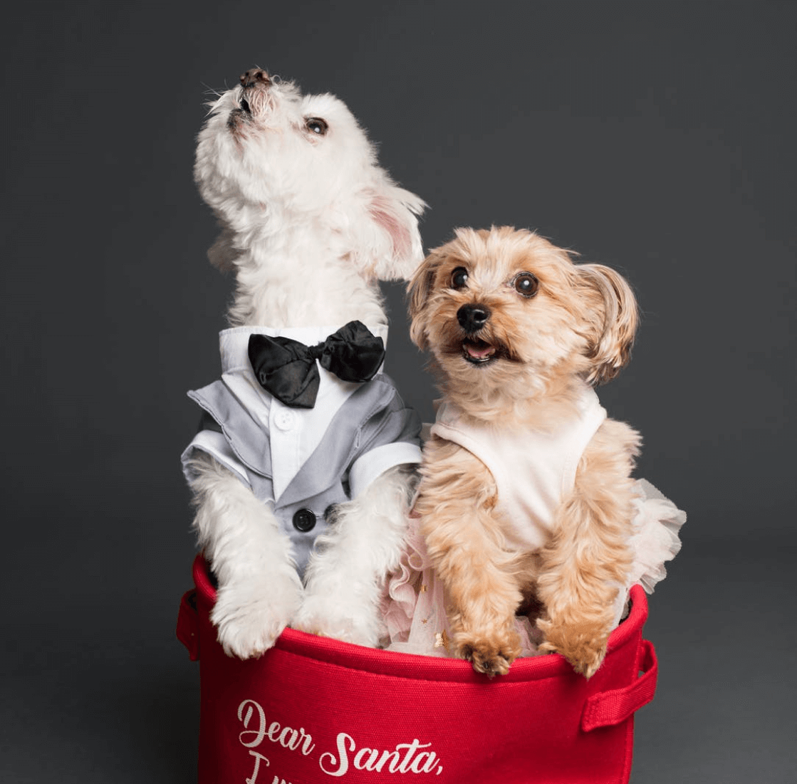 mogli and alba, two, small dogs, in a bucket. Mogli wears a tuxedo, Alba a tutu