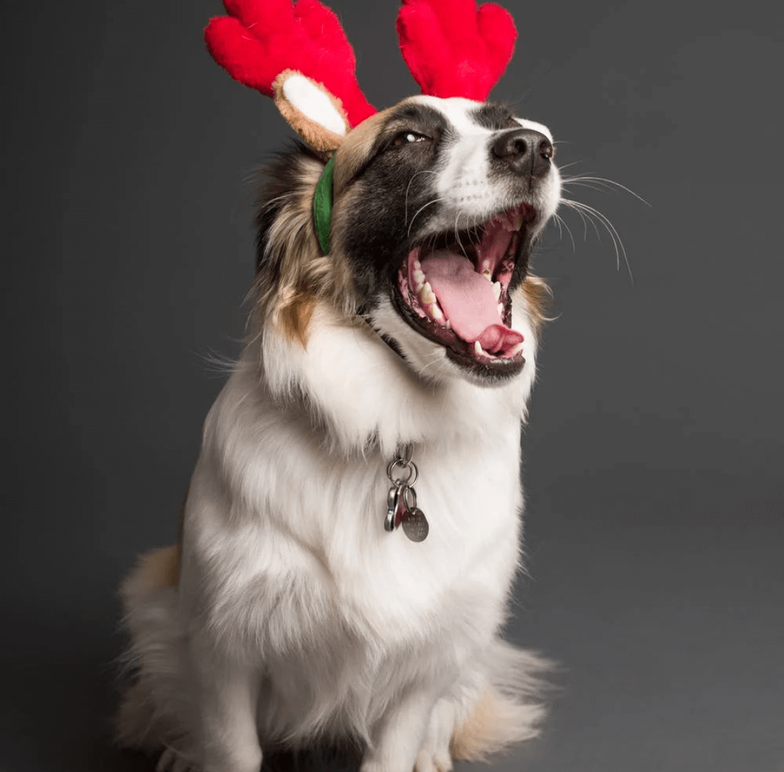 another dog with felt reindeer antlers