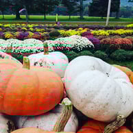 pumpkins