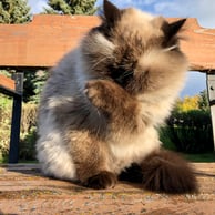 Photo of Klohe, a cat