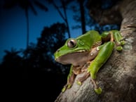 Kambo frog perched on a branch