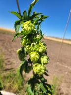 Saaz Hops