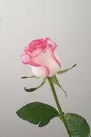 A young woman with brown hair and brown eyes in a flower shop, smiling and holding a rose close to her face