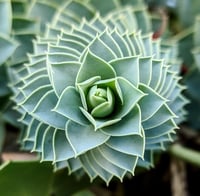 An up-close photo of a green, fractal succulent.