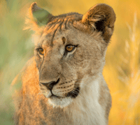 SWA Safaris Lioness